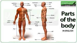 Parts Of The Body In English Video Woodward English