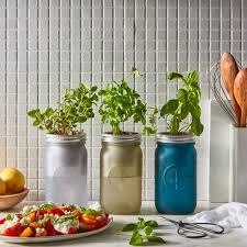 Modern Sprout Glass Jar Grow Set Basil Cilantro