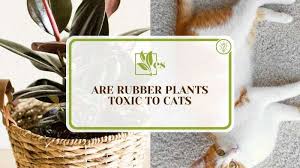 Are Rubber Plants Toxic To Cats Ways