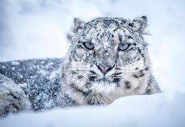 75504 snow leopard hd winter muzzle