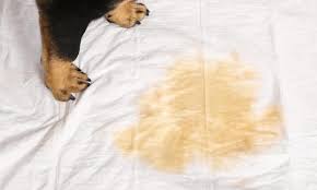 how to clean dog urine from mattress