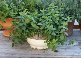 Vegetable Container Gardening