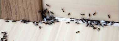 how to get rid of ants do it yourself