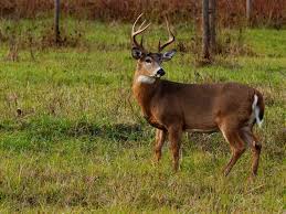 Deer Hunting Forecast 2019 Outdoor Life