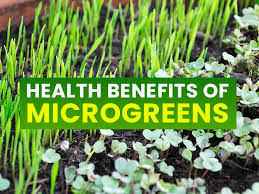 microgreens nutrition health benefits