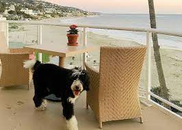 dog made easy visit na beach