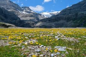 alpine tundra biome location climate