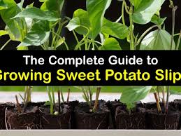 easy ways to plant sweet potato slips