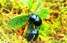 carpet beetles exterminator