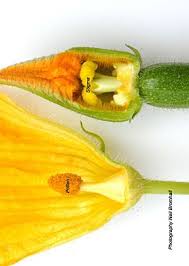 The anthers carry the pollen. Pin On Gardening With Kids