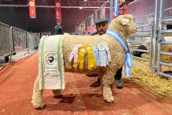 Romney Marsch, la no tan popular raza ovina que desde Entre Ríos exportarán a Brasil. Será un hito para Argentina - Noticias - Elentrerios.com