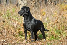 These friendly, outgoing animals have an excellent temperament and get along great with people. Beautiful Black Labrador Retriever Dog