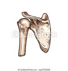 Robin smithuis and henk jan van der woude. Human Shoulder Bones Scapula Clavicle Humerus Shoulder Blade Or Scapula Anatomy Isolated Sketch Vector Clavicle Canstock