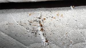5 steps to get rid of bed bugs