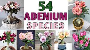 54 desert rose adenium varieties