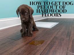 dog out off hardwood floors