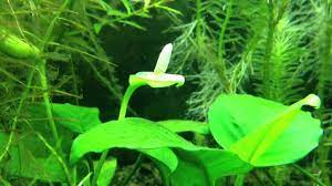 Check spelling or type a new query. 9 Best Flowering Aquarium Plants Underwater And Overwater