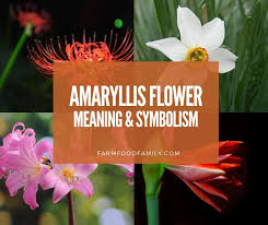 Flowers that symbolize strength and determination. Amaryllis Flower Facts Meaning Symbolism A Symbol Of Love