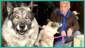 Puppies often use their mouths for exploration and play, and this behavior can extend to the using physical correction can cause a fear response and can result in the escalation of your puppy's aggressive behaviors. Aggressive German Shepherd Bites Cesar Millan Cesar 911 Youtube
