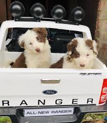 This page is for border collies and their friends, to help each other find you a puppy or dog, post pictures, talk. Male And Female Border Collie Puppies Los Angeles For Sale Los Angeles Antelope Valley Pets Dogs