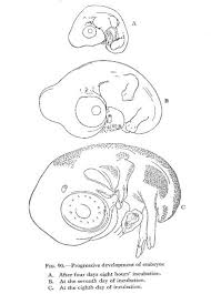 Embryology Of The Chicken Poultry Hub