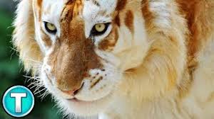 The exotic feline center in center point, indiana has a golden tabby tiger named sahib. The Golden Tiger Youtube