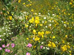 Tra le piante della macchia mediterranea ce ne sono alcune, fra quelle meno note che hanno grandi qualità ornamentali. Calicotome Spinosa Wikipedia