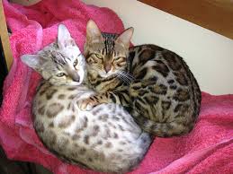 Bengal cats & bengal cat breeders. Bengal Cats Nz Bengal Kittens For Sale Auckland Bengal Cat Breeders