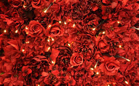 flower wallpaper red rose 63 images