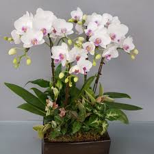 orchid design small flower gift korea