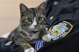 This kitten is the NYPD s friskiest officer New York Post