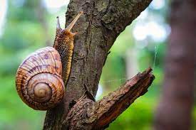 53 surprising snail facts for kids that