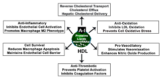 The Role Of Lipids And Lipoproteins In Atherosclerosis