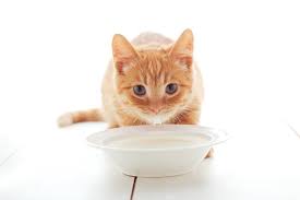 In addition to can cats drink almond milk, another option for a cat with the disease is alpo. Can You Give Cats Milk Great Pet Care