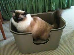 Change The Location Of A Cat Litter Box