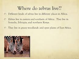 This is mainly due the visual peculiarities that make zebras stand out among other animals. Zebras By Amanda E Herndon Ppt Video Online Download