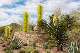 desert botanical gardens what to know