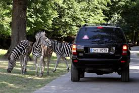 Zoo dvůr králové je jednou z největších a asi také nejznámějších zoologických zahrad v české republice. Zoo Dvur Kralove Vstupne Akce Mapa Oteviraci Doba