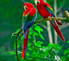 Macaw Wallpapers 12 1440 X - Red Parrot ...