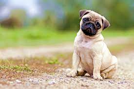 15 best small dog breeds in india for