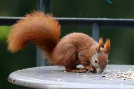 Squirrel Removal Pest Control Services