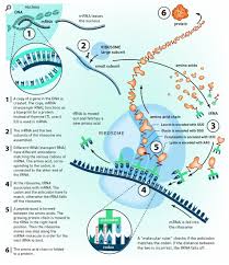 Translation Dna To Mrna To Protein Infographic Science