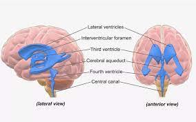 lateral ventricle of the brain