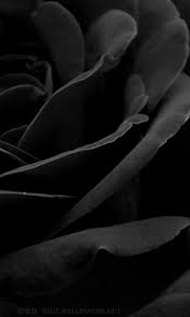black rose background hd wallpapers