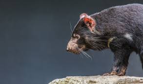 These mammals are carnivores eating birds, insects, frogs, and carrion (dead animals). Tasmanian Devils Look Set To Conquer Facial Tumour Disease Australian Geographic