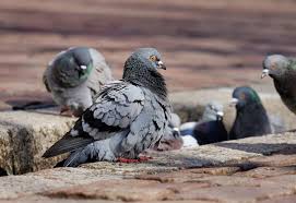 Pigeons With 7 Humane Deter Methods