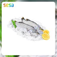 Maybe you would like to learn more about one of these? Ikan Kakap Putih 0 8 0 9 Kg Frozen Shopee Indonesia