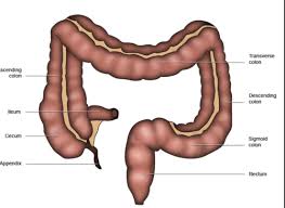 intestinum crum large intestine