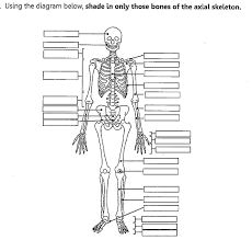 Printable Human Skeleton Diagram Pictures Human Skeleton
