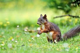 nuisance squirrels in your yard